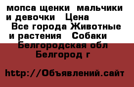 мопса щенки -мальчики и девочки › Цена ­ 25 000 - Все города Животные и растения » Собаки   . Белгородская обл.,Белгород г.